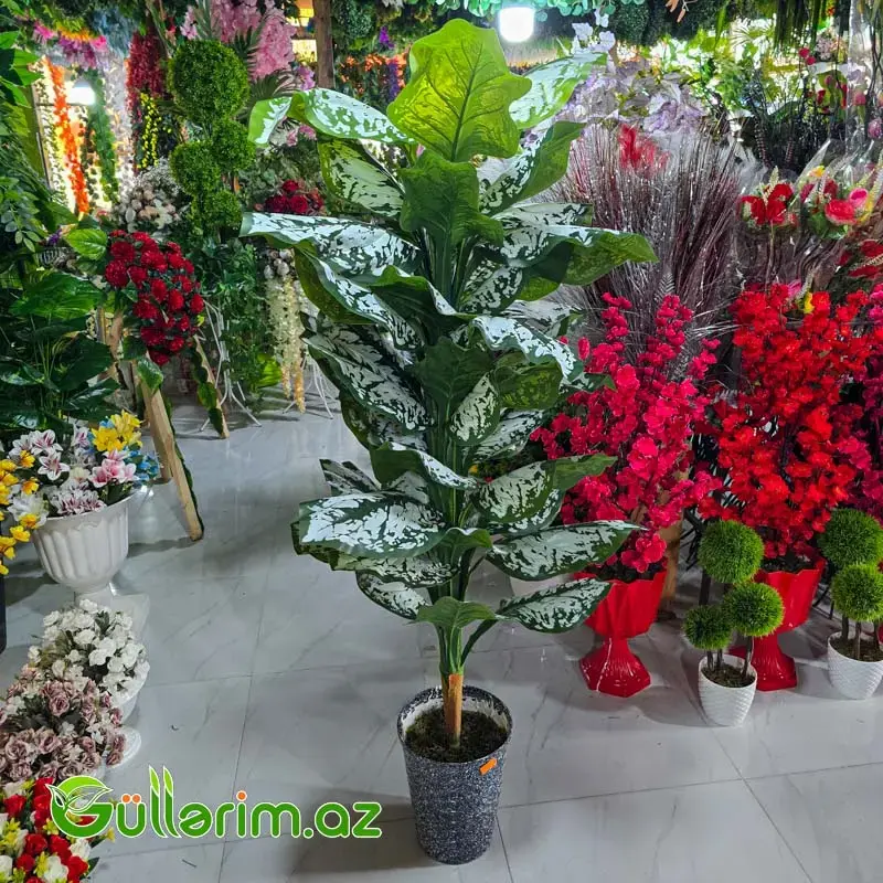 Süni Difenbaxiya (Dieffenbachia)