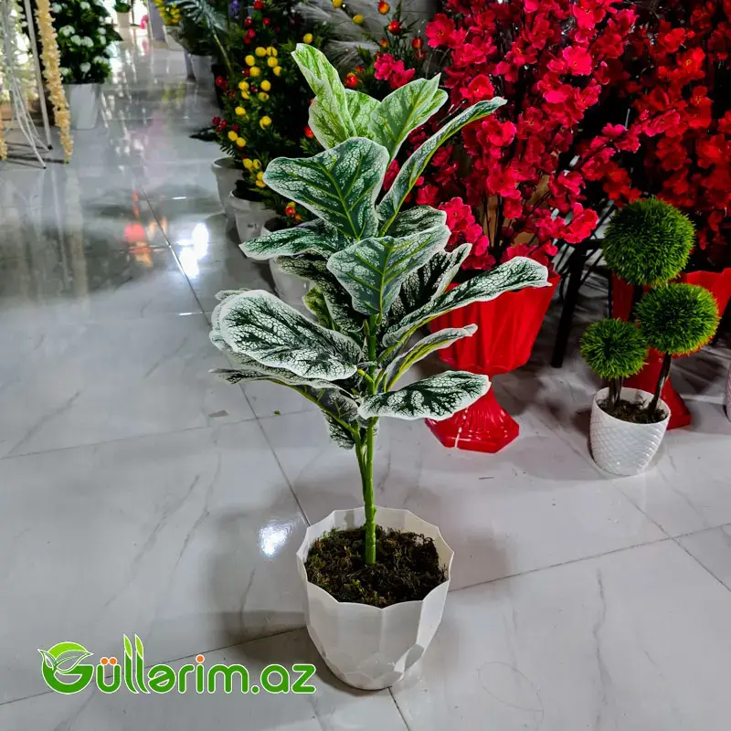 Süni Difenbaxiya (Dieffenbachia)