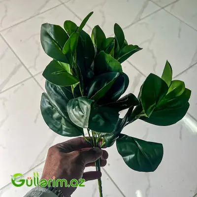 Süni Fikus (Ficus) Budağı