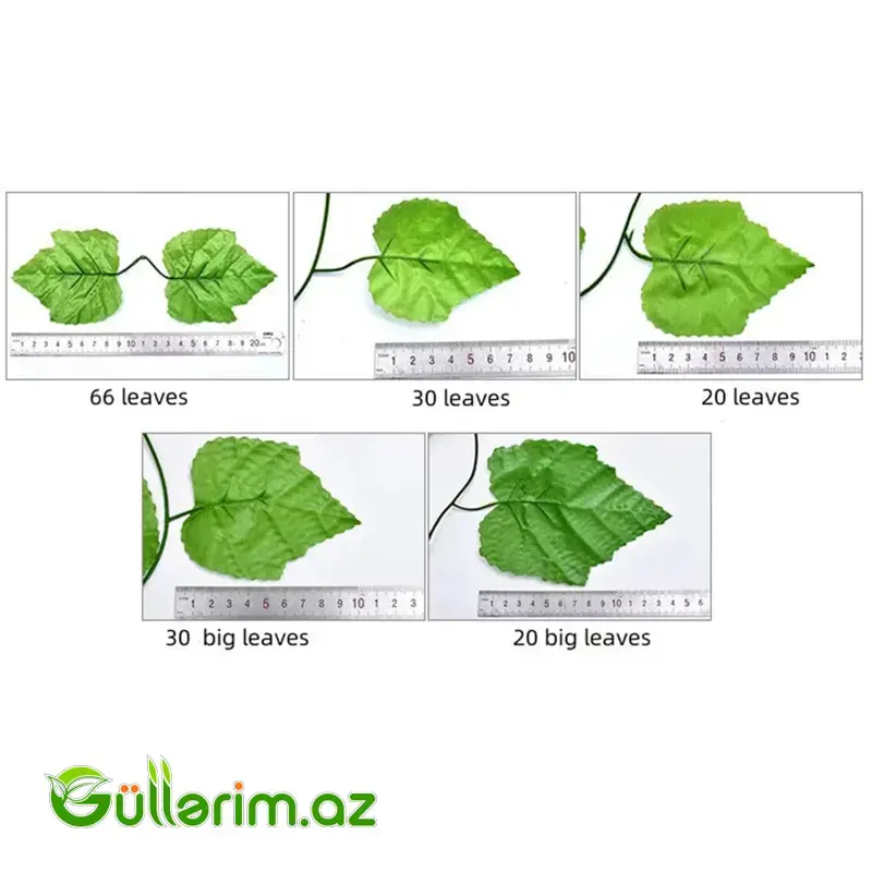 Dekorativ Sarmaşıq