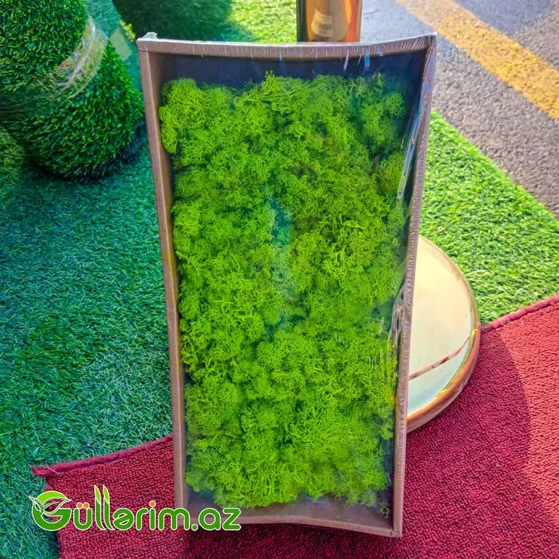 Mox yaşıl (Moss təbii dekorativ yosun)