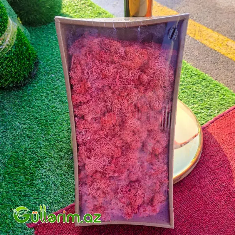 Mox qırmızı (Moss təbii dekorativ yosun)