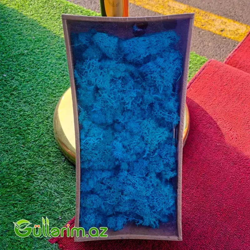 Mox göy (Moss təbii dekorativ yosun)