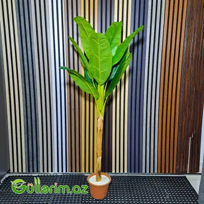 Süni Banana Ağacı (Musa)