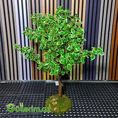 Süni Fikus Benjamina