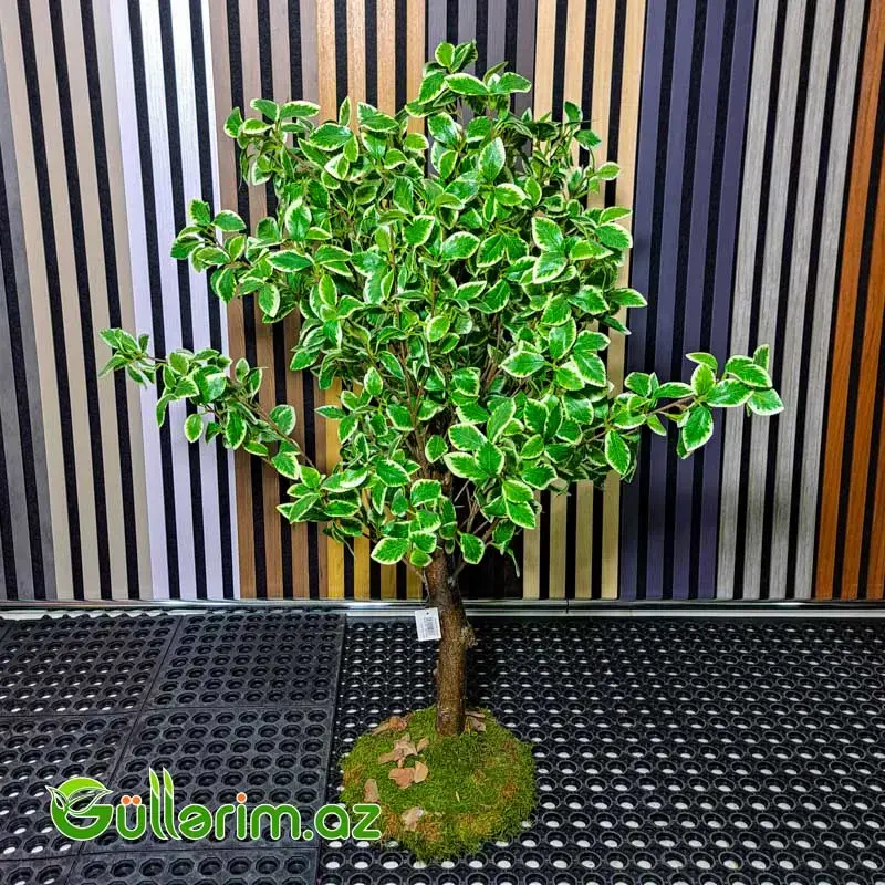 Süni Fikus Benjamina