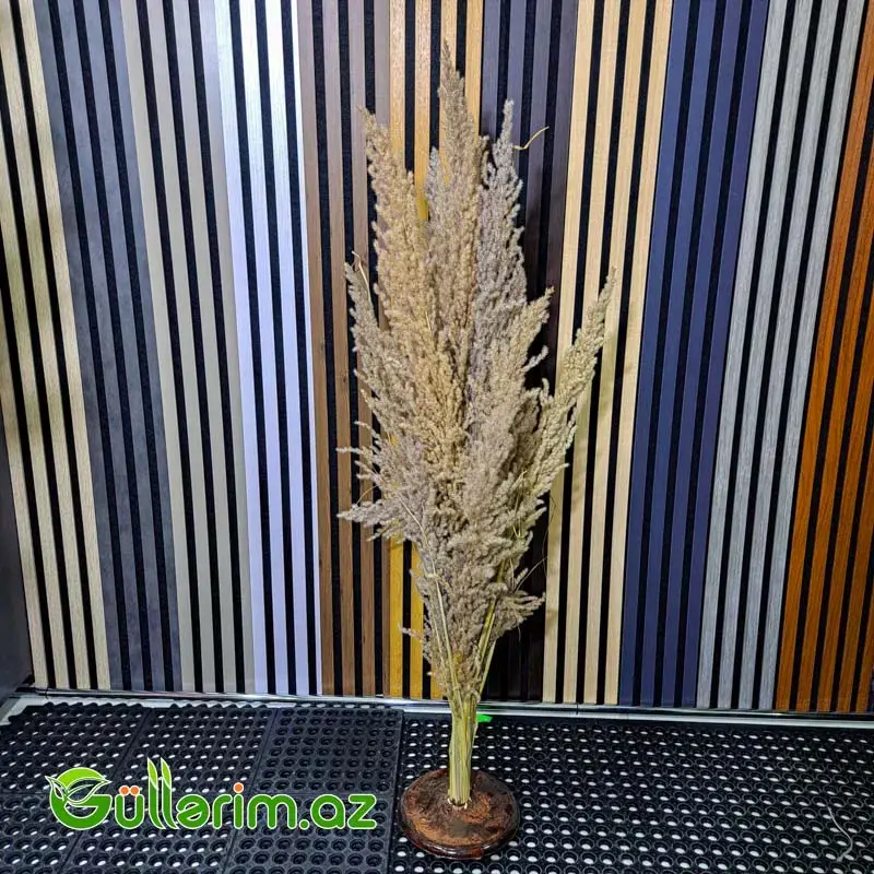 Süni Pampas Otu (Pampas Grass)