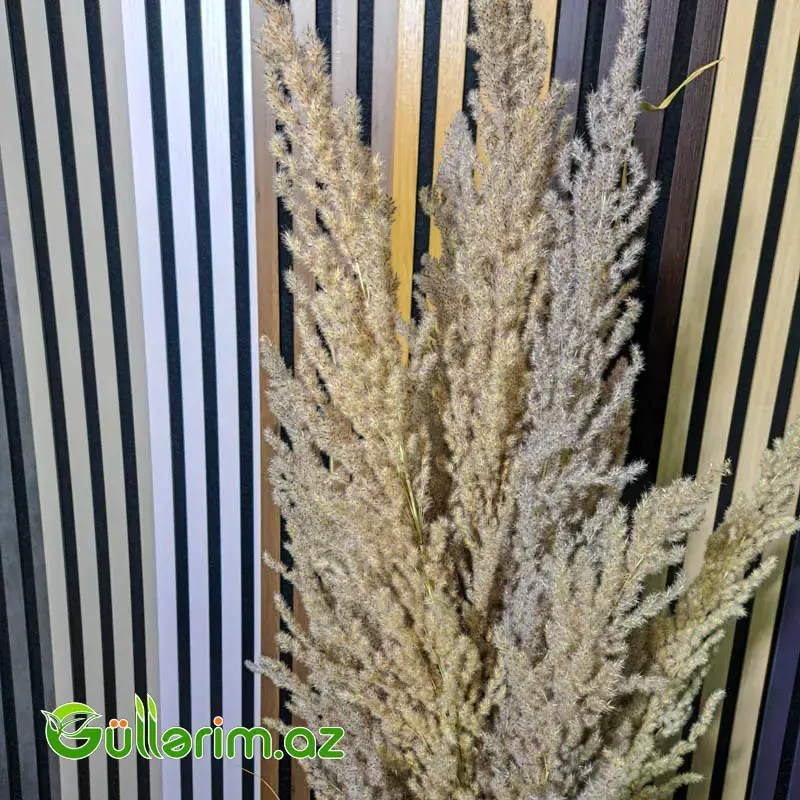 Süni Pampas Otu (Pampas Grass)