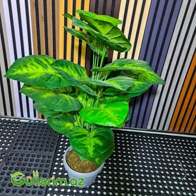 Süni Dieffenbachia (Diffenbaxiya)