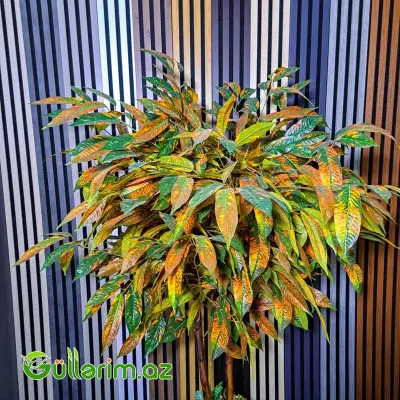 Süni Kroton Bitkisi