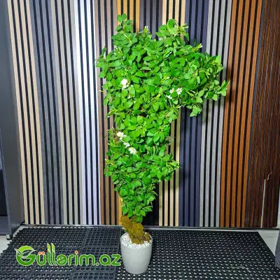 Süni Arap Yasemini (Jasminum sambac)