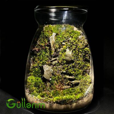 Qaya Meşəsi Terrariumu