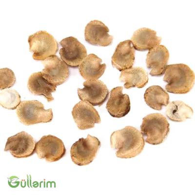 Malva (Alcea)
