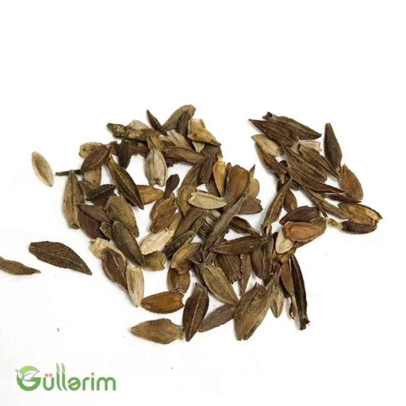 Georgin (Dahlia)