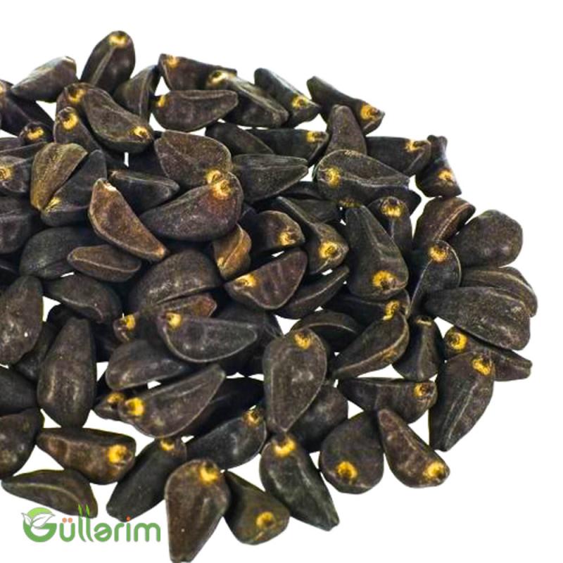 İpomeya (Ipomoea purpurea)