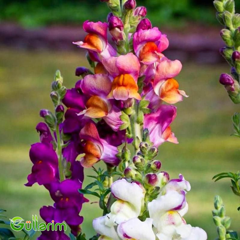 Aslan qızı (Antirrhinum majus)