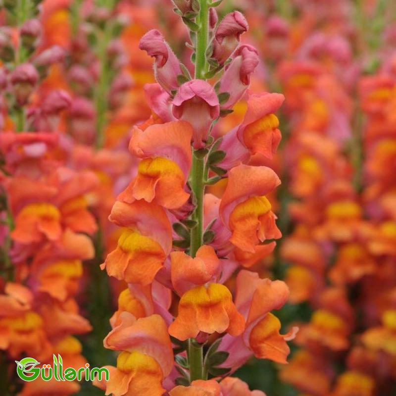 Aslan qızı (Antirrhinum majus)