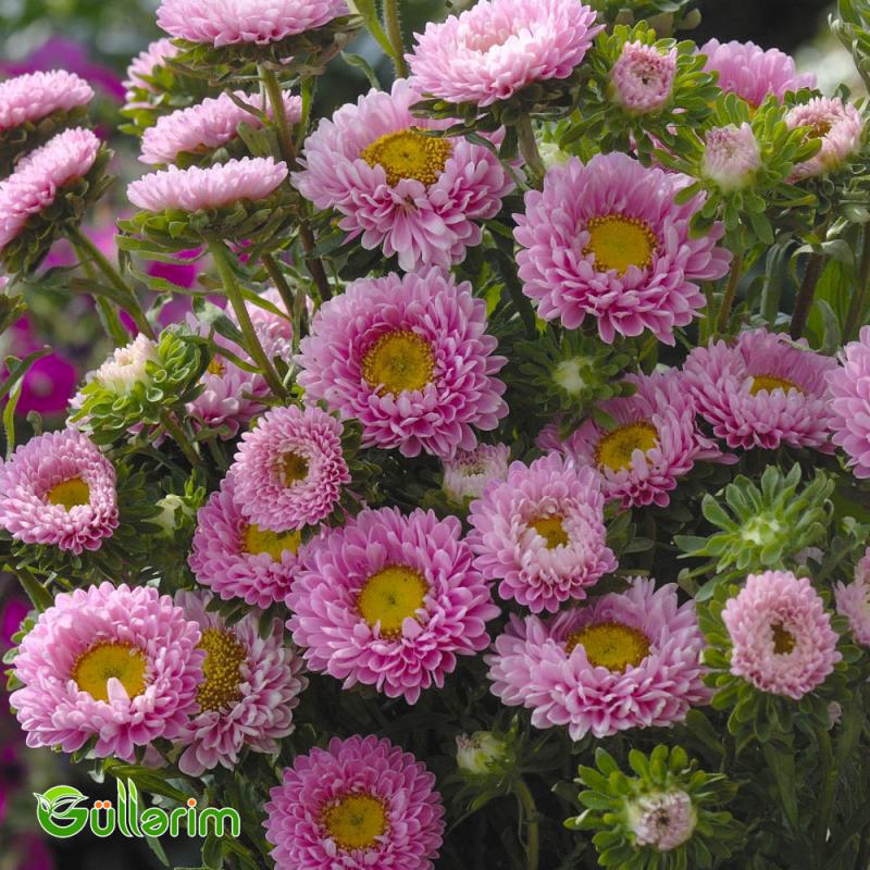 Astra (Callistephus chinensis)