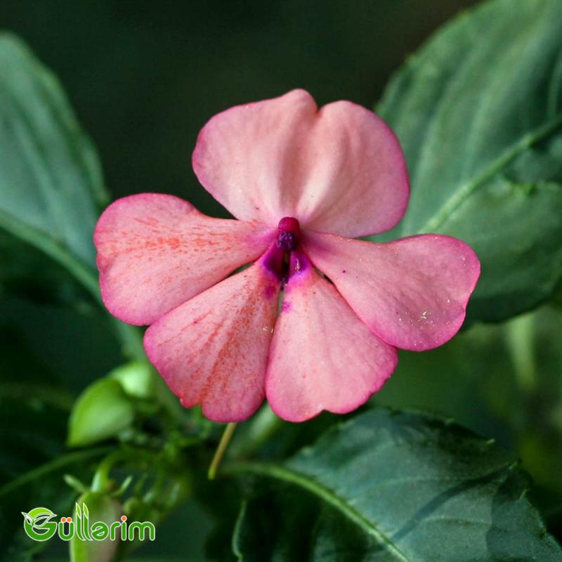 Balsamin (Impatiens walleriana)