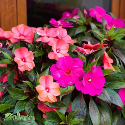 Balsamin (Impatiens walleriana)
