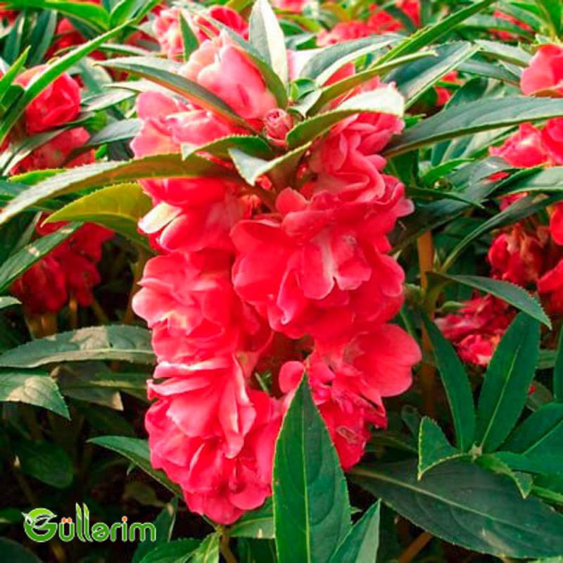 Balsamin (Impatiens walleriana)
