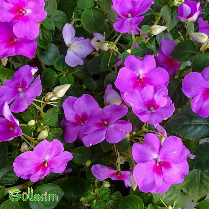Balsamin (Impatiens walleriana)