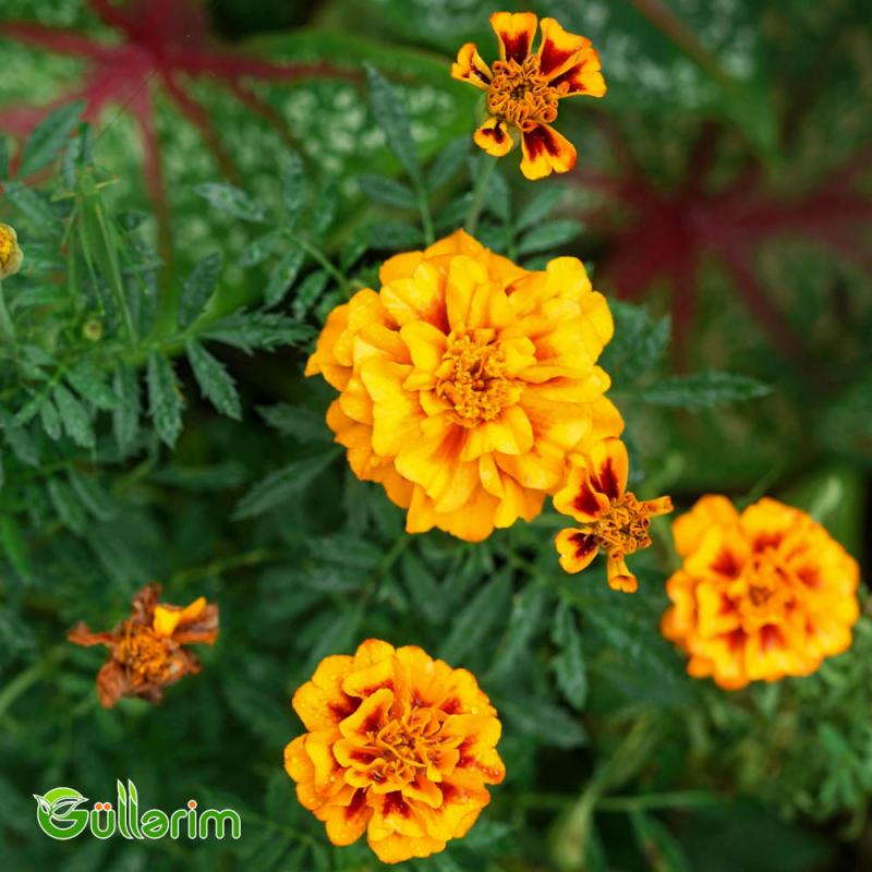 Barxat - Tagetes