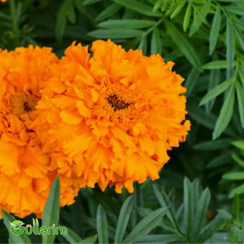 Barxat - Tagetes