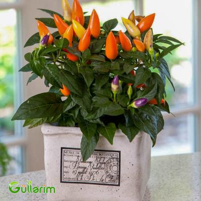 Bəzək bibəri (Capsicum annuum)