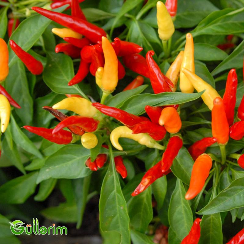 Bəzək bibəri (Capsicum annuum)