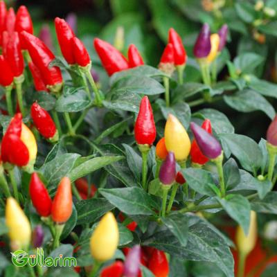 Bəzək bibəri (Capsicum annuum)