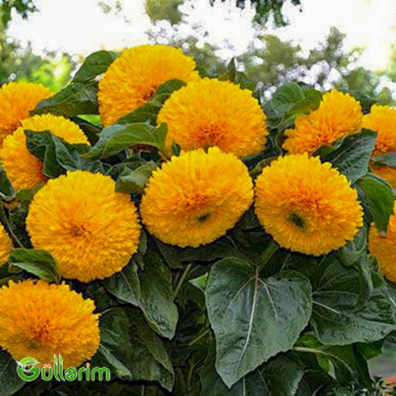 Bəzək Günəbaxanı (Helianthus annuus)