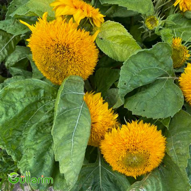Bəzək Günəbaxanı (Helianthus annuus)