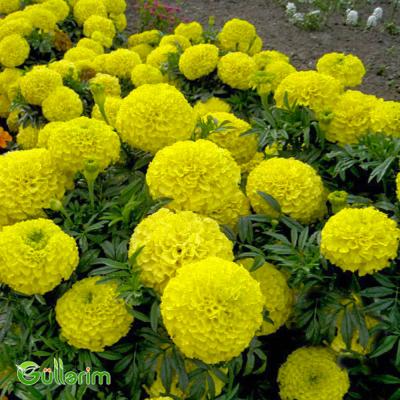 Böyükçiçəkli Barxat (Tagetes erecta)