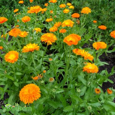 Calendula (Calendula officinalis)