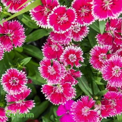 Çin Qərənfili (Dianthus chinensis)