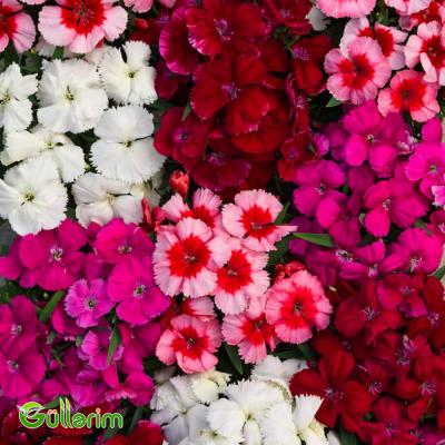 Çin Qərənfili (Dianthus chinensis)