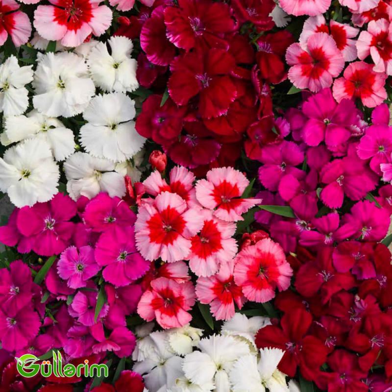 Çin Qərənfili (Dianthus chinensis)