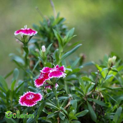 Çin Qərənfili (Dianthus chinensis)