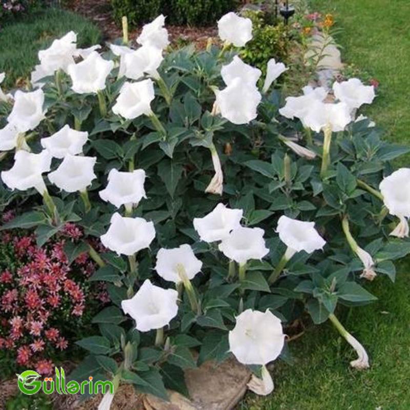 Datura (Şeytan alması" və ya "Ay çiçəyi")