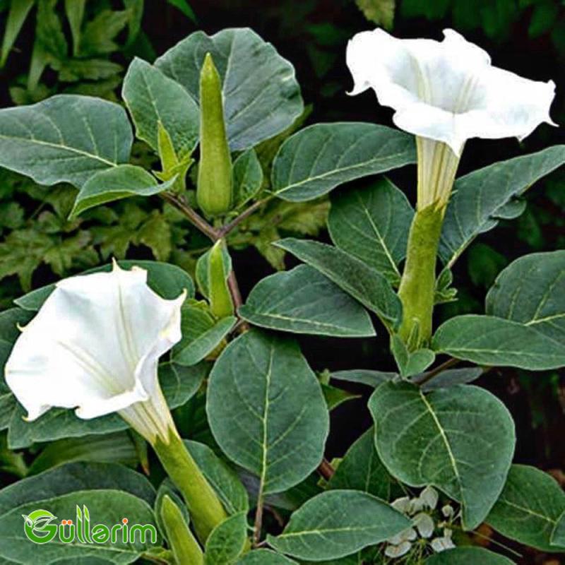 Datura (Şeytan alması" və ya "Ay çiçəyi")