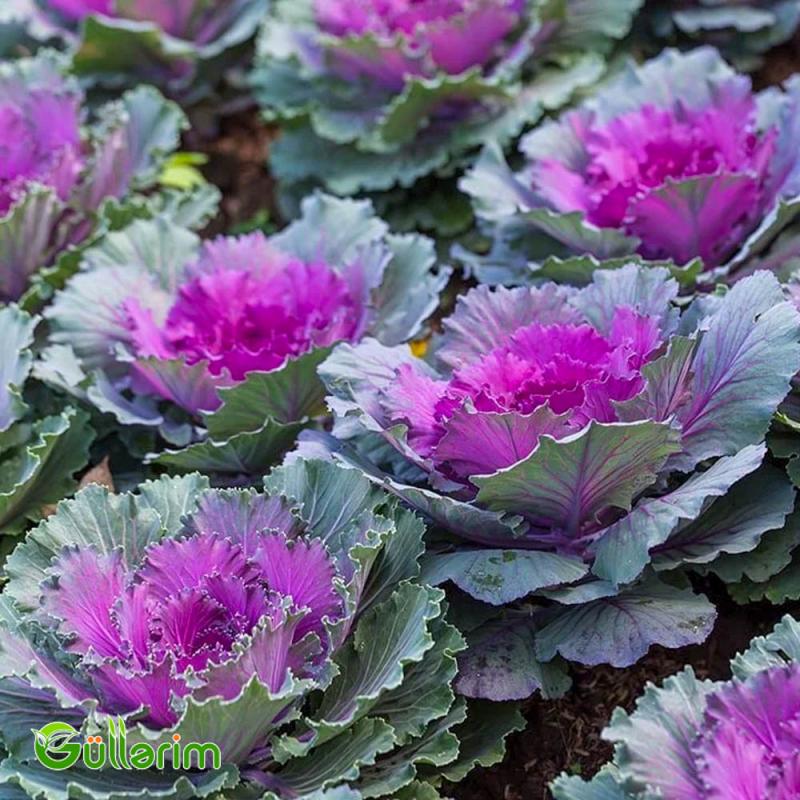 Dekorativ Kələm - (Brassica oleracea)
