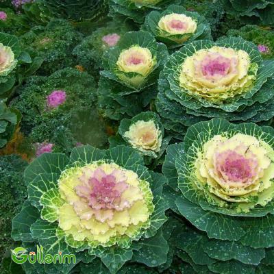 Dekorativ Kələm - (Brassica oleracea)