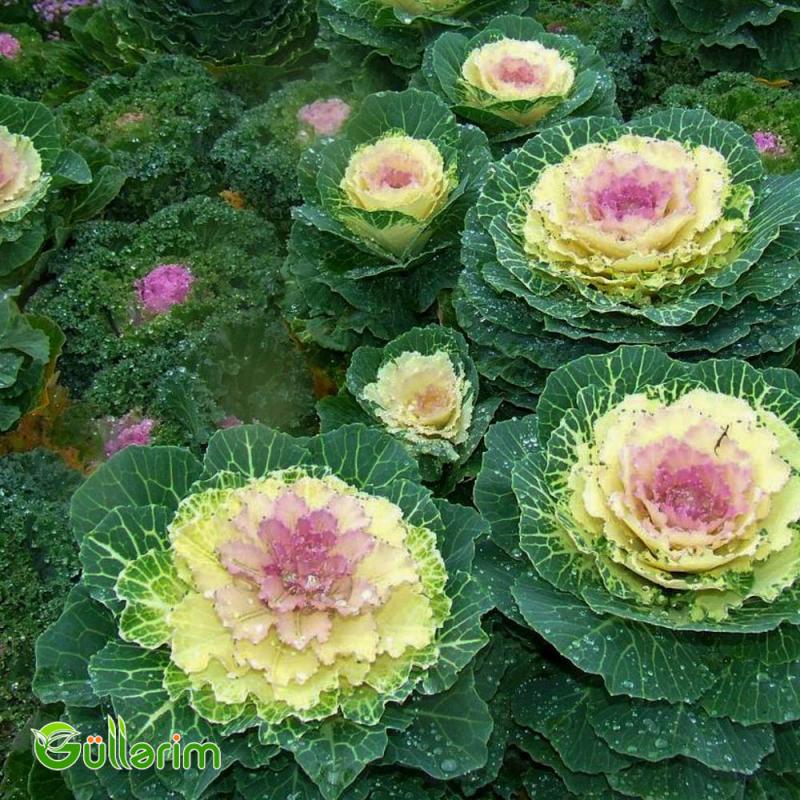 Dekorativ Kələm - (Brassica oleracea)