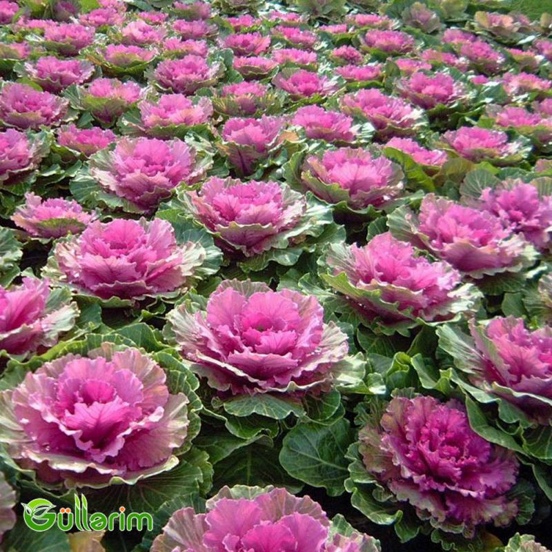 Dekorativ Kələm - (Brassica oleracea)