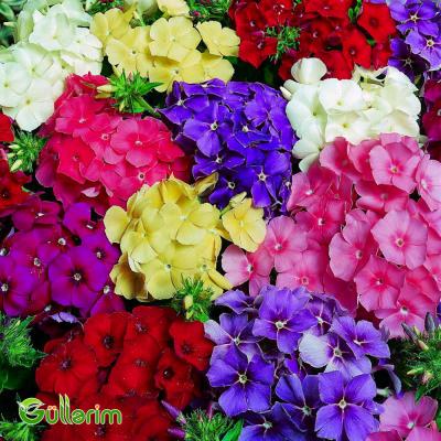 Floks Drummond (Phlox drummondii)