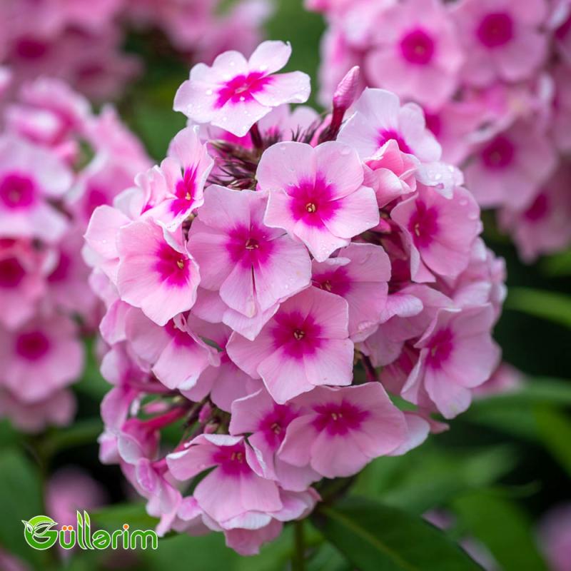 Floks (Phlox paniculata)
