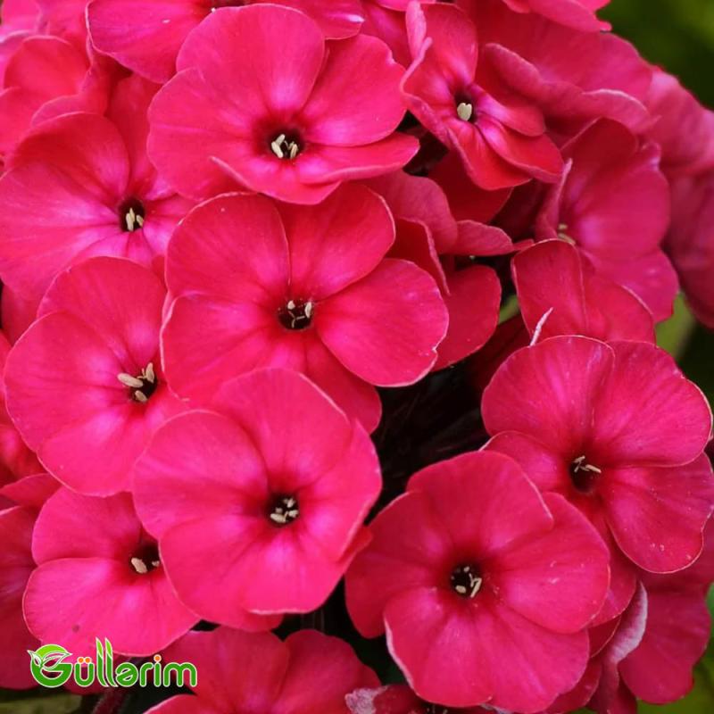 Floks (Phlox paniculata)