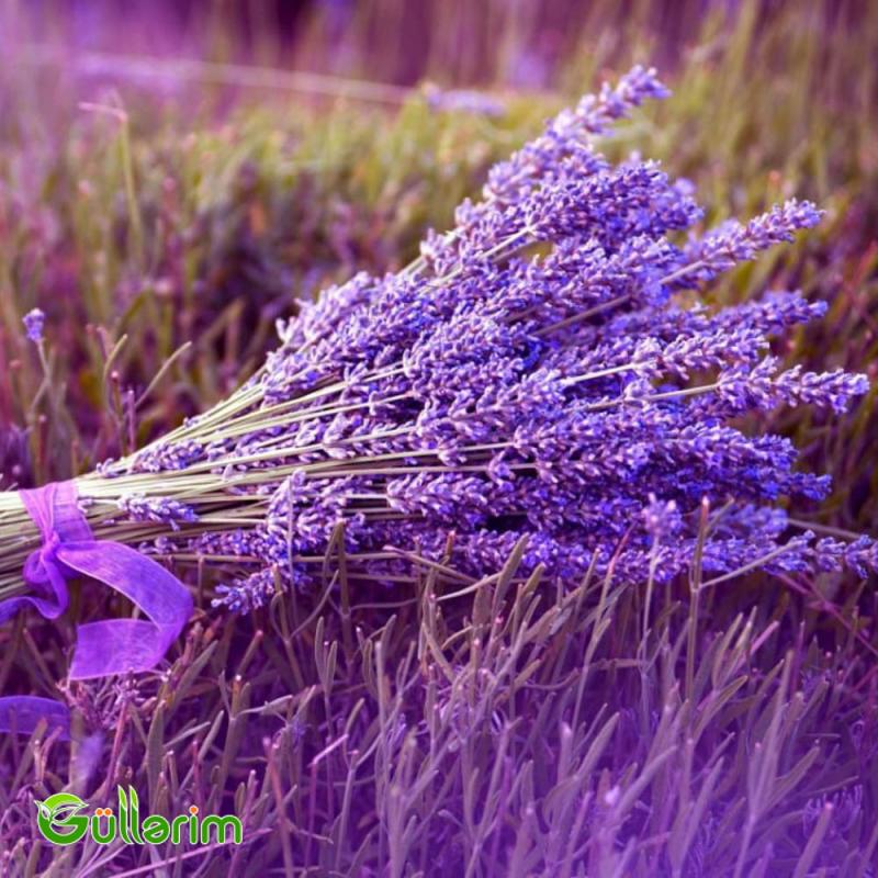 Fransız lavandası (Lavandula stoechas)