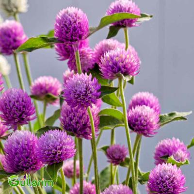 Gomfrena (Gomphrena globosa)
